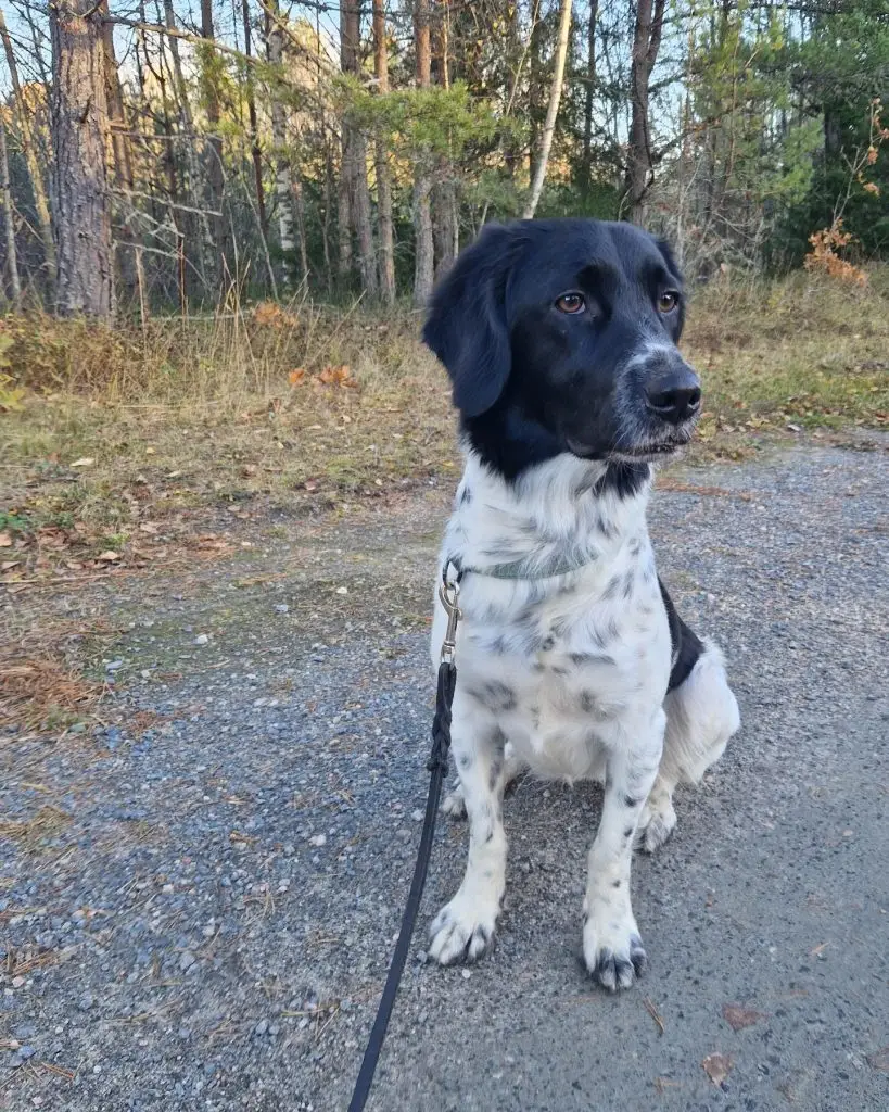 a photo of a stabijhoun